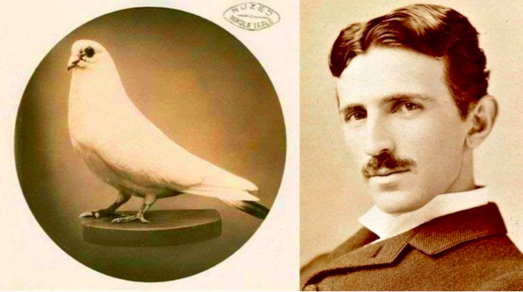 Nikola Tesla – animal advocate and pigeon whisperer