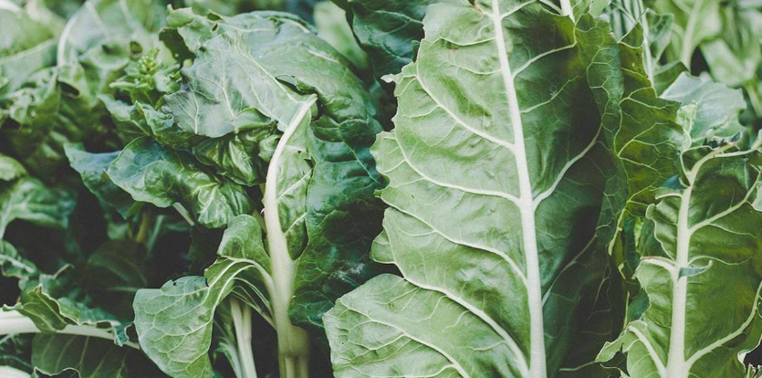 “Plants are alive and have feelings, so why do you eat them?”